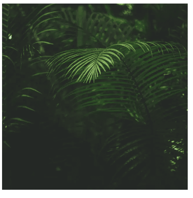 Lush green palm foliage in shadowed light